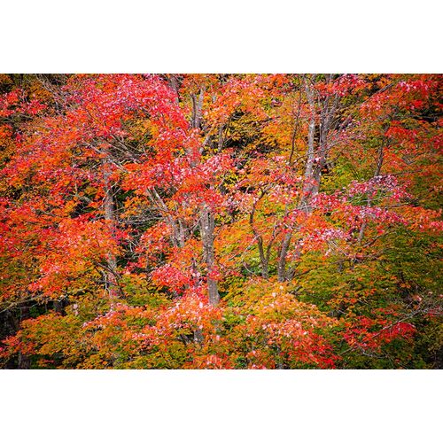 Jones, Allison 아티스트의 USA-Vermont-Fall foliage in Green Mountains at Bread Loaf-owned by Middlebury College작품입니다.